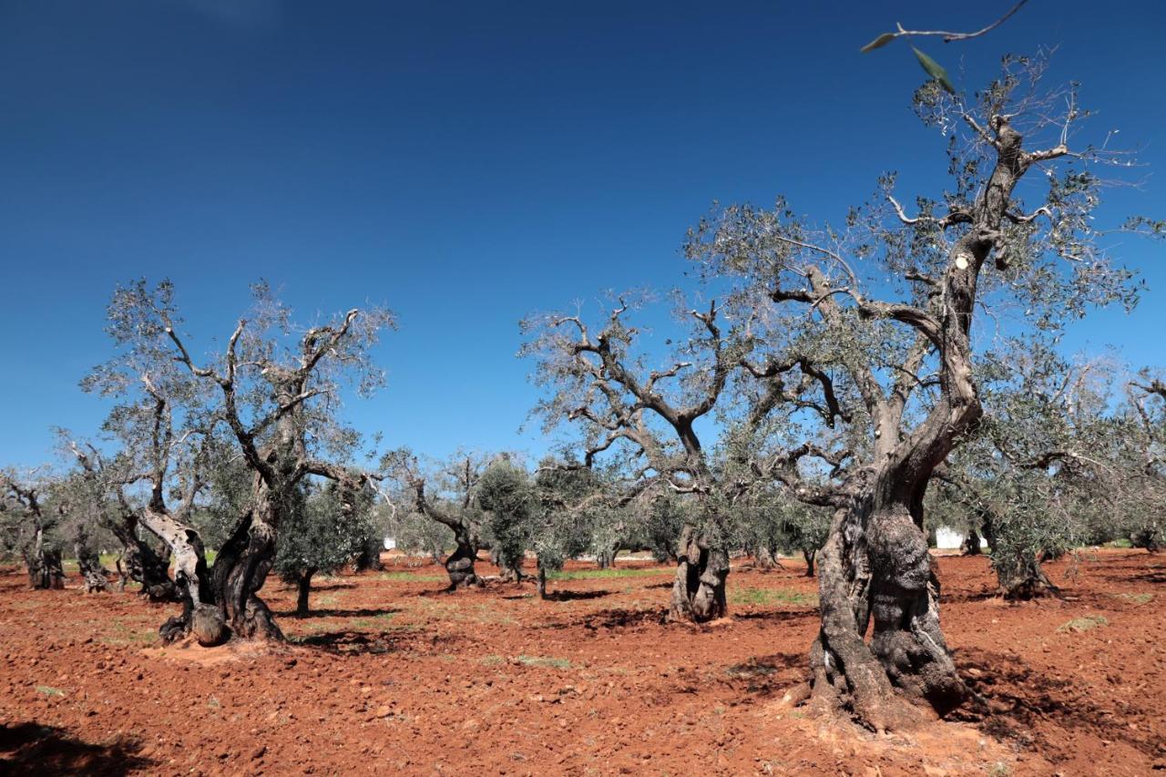 Masseria Conca D'Oro Ostuni Zewnętrze zdjęcie