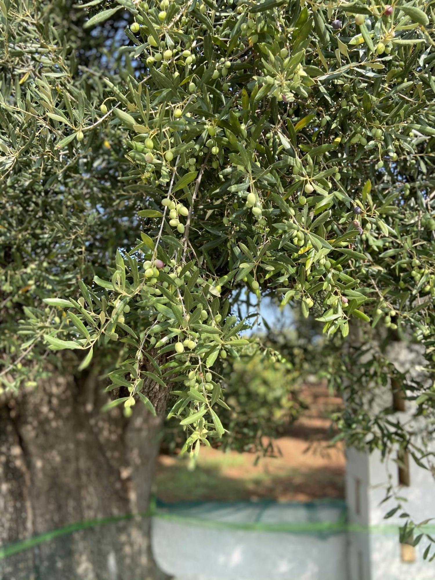 Masseria Conca D'Oro Ostuni Zewnętrze zdjęcie